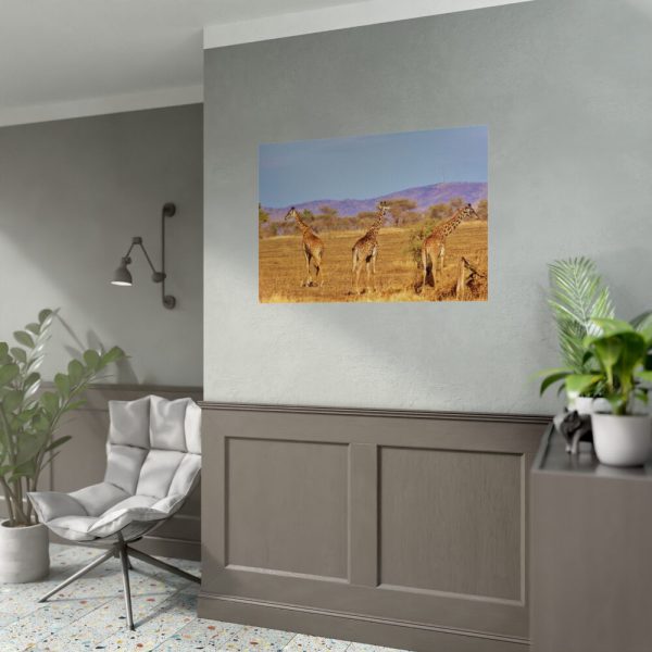 92409-481.jpg Three Giraffe in the Nature Poster