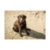 Labrador On the Sand Poster