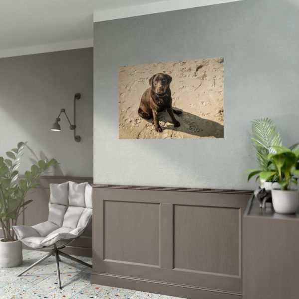 Labrador On the Sand Poster