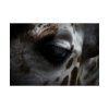 Giraffe Black Eye Poster