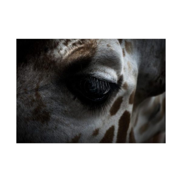 Giraffe Black Eye Poster