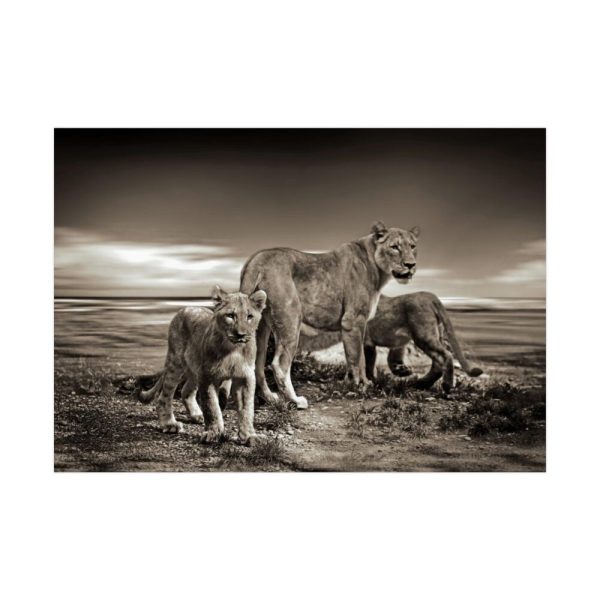 92409-506.jpg Lioness with Cubs Poster