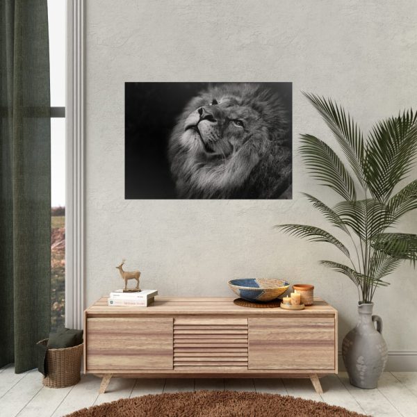 Male Lion Head Closeup Poster