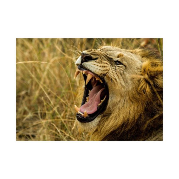 92409-57.jpg Lion Roar Wild Life Poster