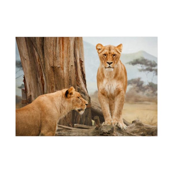 Female Lion Poster