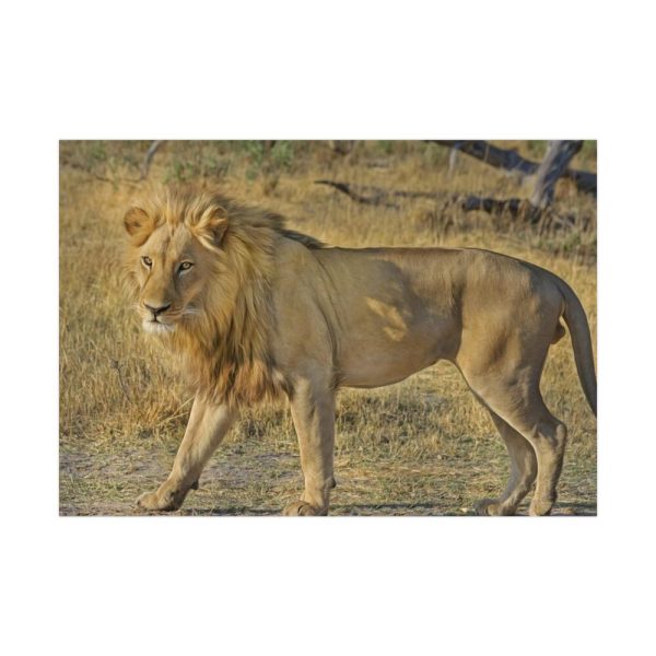 Lion Wild Cat Poster