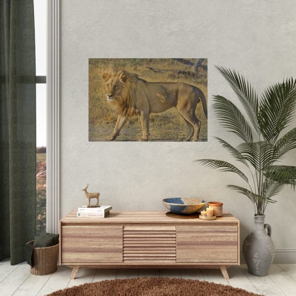 Lion Wild Cat Poster