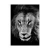 92410-12.jpg Lions in the Grass Poster