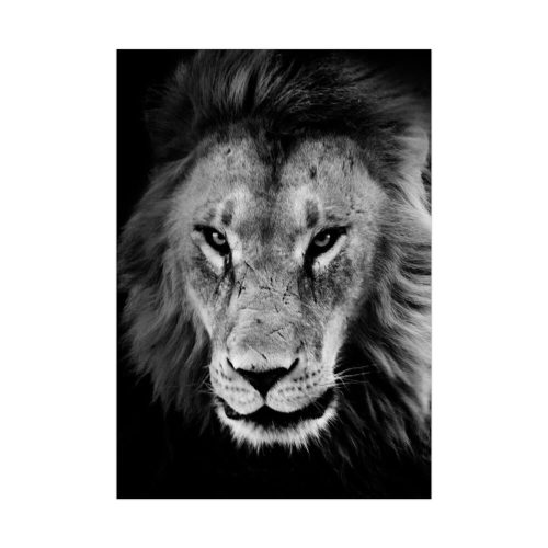 Lions in the Grass Poster