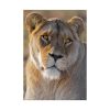 92410-21.jpg Female Lion Closeup Poster