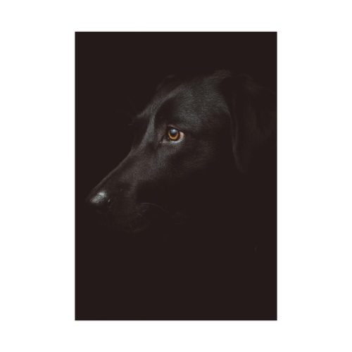 Black Labrador Retriever Dog Poster