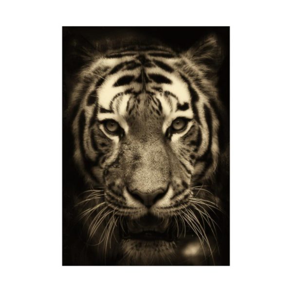 Wild Tiger Poster