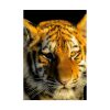 Tiger Look Poster