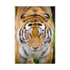 Siberian Tiger Poster