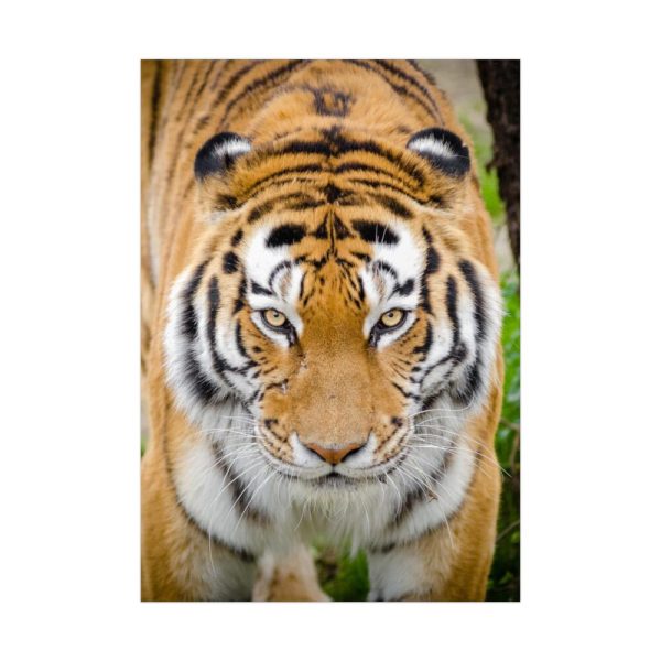 Siberian Tiger Poster