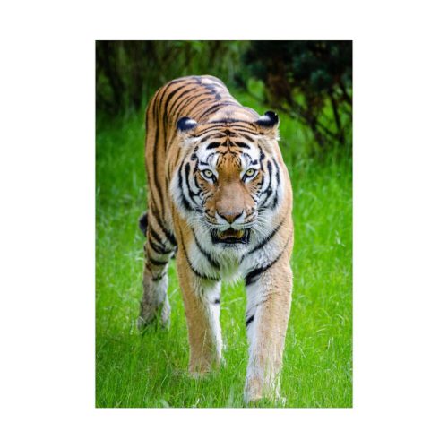 92410-252.jpg Grumpy Tiger Walking Poster