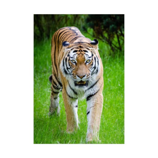 Grumpy Tiger Walking Poster