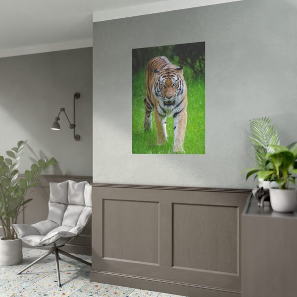 Grumpy Tiger Walking Poster