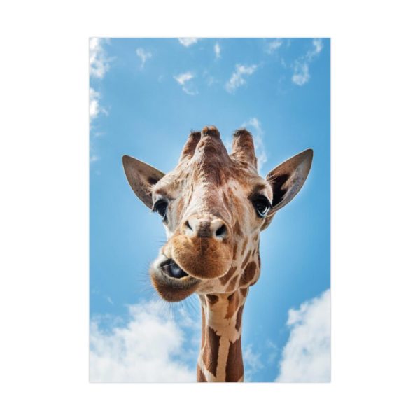92410-273.jpg An Up-Close Look at a Giraffe at the Gladys Porter Zoo Poster