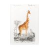 92410-288.jpg Giraffe (Giraffa Camelopardalis) Poster