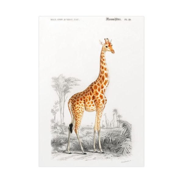 92410-288.jpg Giraffe (Giraffa Camelopardalis) Poster