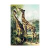 92410-291.jpg Giraffe from Johnson's Household Book of Nature by John Karst Poster