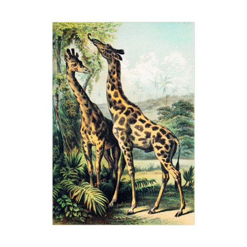 Giraffe from Johnson's Household Book of Nature by John Karst Poster