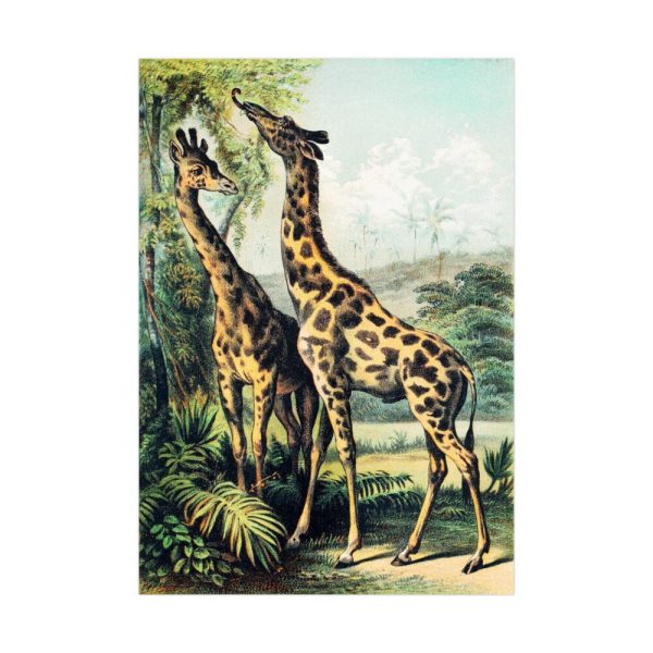 92410-291.jpg Giraffe from Johnson's Household Book of Nature by John Karst Poster