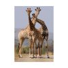 92410-297.jpg Giraffe Family Poster