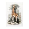 92410-300.jpg Vintage Illustration by Georges Cuvier Poster