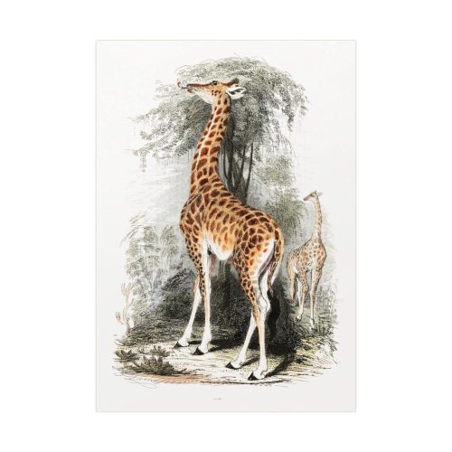 Vintage Illustration by Georges Cuvier Poster