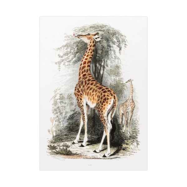 92410-300.jpg Vintage Illustration by Georges Cuvier Poster