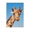 92410-309.jpg Giraffe Cameloparadalis Fauna Poster