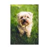 Little Puppy on the Grass Poster