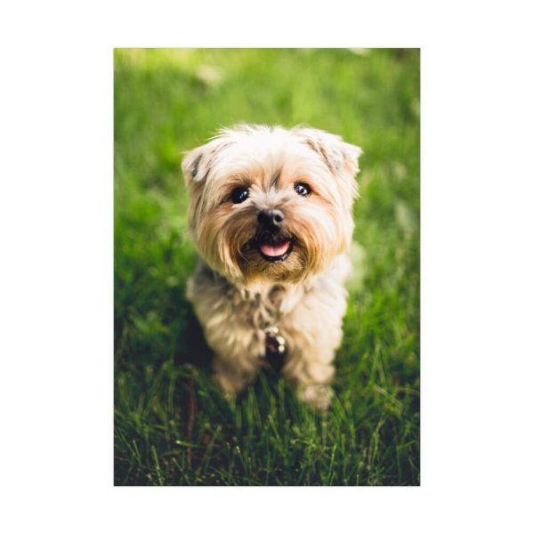 Little Puppy on the Grass Poster