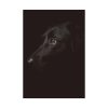 92411-212.jpg Black Labrador Retriever Dog Poster