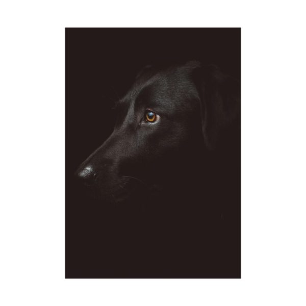 92411-212.jpg Black Labrador Retriever Dog Poster