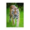 Grumpy Tiger Walking Poster