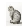 Sitting cat by Jean Bernard Poster