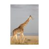92411-293.jpg Giraffe in the Nature Poster