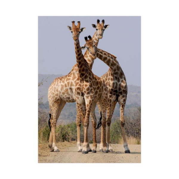 92411-296.jpg Giraffe Family Poster