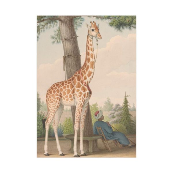 92411-302.jpg Study of the Giraffe by Nicolas Hüet Poster