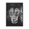 Lions in the Grass Framed Poster