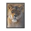 Female Lion Closeup Framed Poster