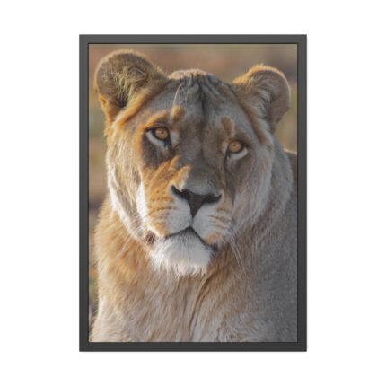 Female Lion Closeup Framed Poster