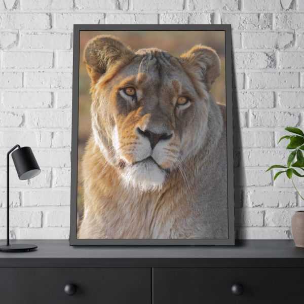 Female Lion Closeup Framed Poster