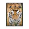 93830-312.jpg Siberian Tiger Framed Poster