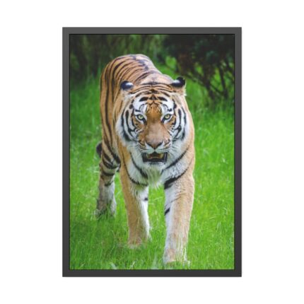 Grumpy Tiger Walking Framed Poster