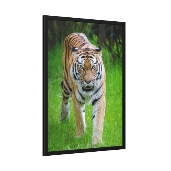 93830-329.jpg Grumpy Tiger Walking Framed Poster