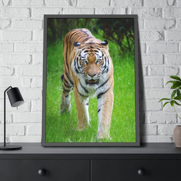 93830-331.jpg Grumpy Tiger Walking Framed Poster